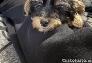 Yorkshire terrier