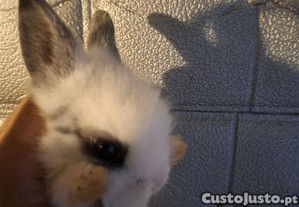 imagem_4