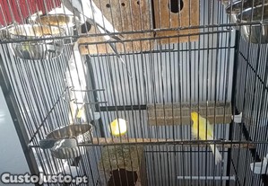 Casal de caturras com gaiola