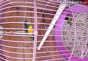 imagem_4