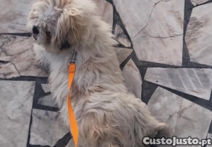 imagem_3