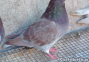 imagem_1