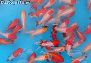 imagem_1