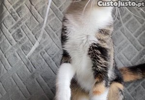 Rosie, gata juvenil ESTERILIZADA disponvel para adoo responsvel