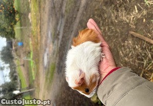 Porquinho-da-�ndia