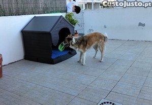 Border collie para ado��o