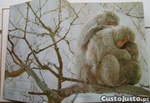 imagem_3