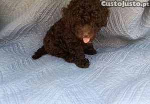 imagem_3
