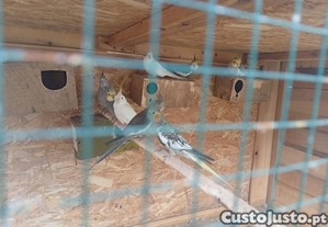 imagem_1