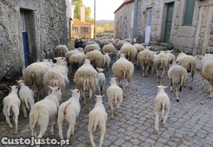 Borregos Inra 401 Puros