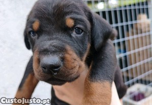 Doberman cor preta.