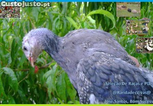 imagem_5