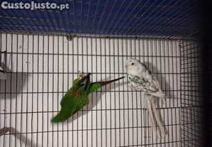 Macho red rumped e macho swift