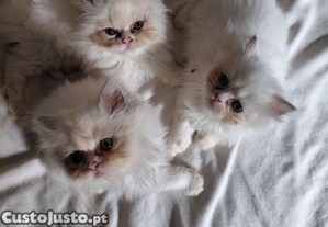 imagem_1