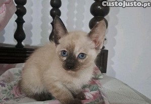 imagem_2