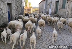 Borregos Inra 401 Puros