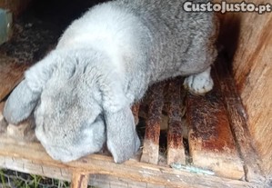 Coelho adulto macho