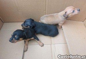 imagem_3