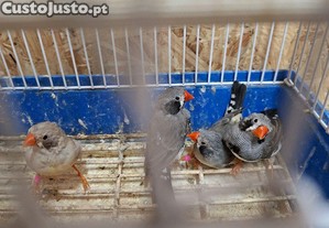 imagem_1