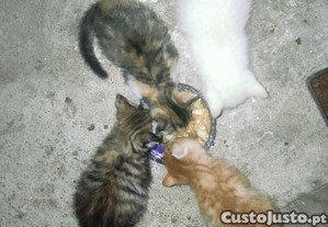 doação gato / gatinho bebe