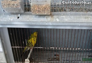 Ced�ncia de passaros