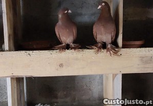 Casal Cambalhota Holandesa