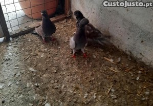 imagem_1