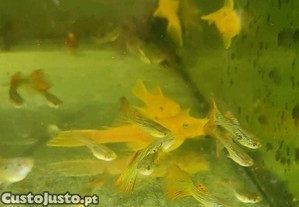 Guppys linhagem casal