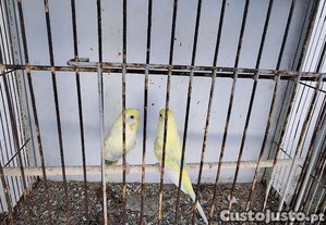 imagem_6