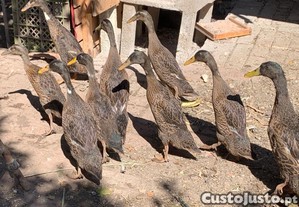 Patos corredor indiano