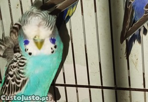 Piriquito hagoromo