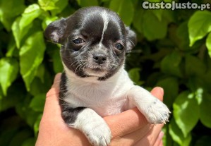 imagem_1