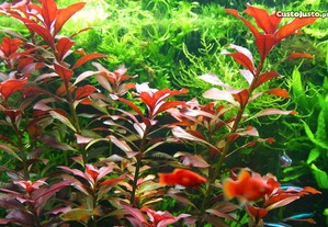 Ludwigia Glandulosa (vermelha) . Plantas . Aquário