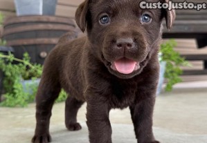 Labrador Retriever