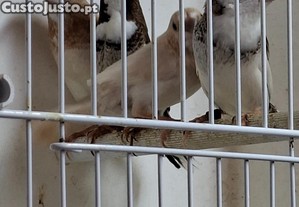 imagem_1