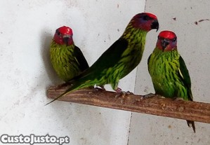 Papagaios/Aves - Casal - Loris - Goldiei