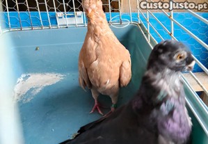 imagem_1