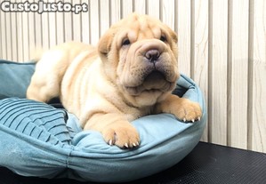 Shar pei macho e femea
