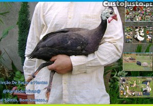 imagem_2