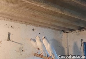 3 casais de papos de vento erminos