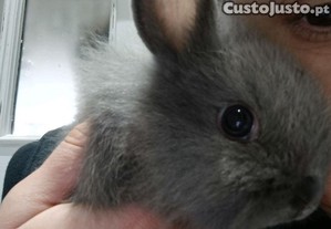 Coelha An� Mini Lop