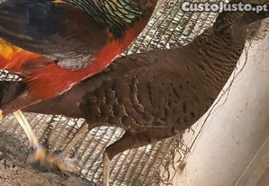 Casal de fais�o dourado negro