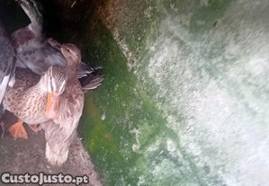 Patos normais