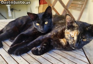 1 ou 2 : Gatinha super meiga ( 9 meses )