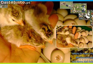 imagem_4