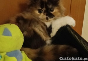 imagem_3