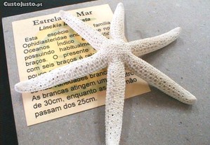 Estrela do mar 6 pontas 10x11cm