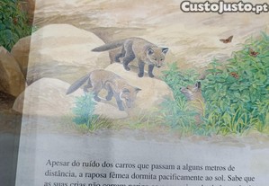 imagem_6