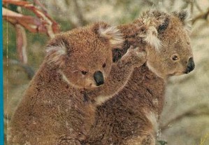 Paysages et Nature en Australie de David Bergamini