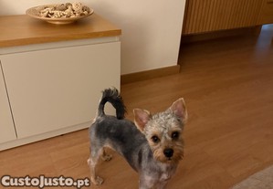 imagem_2